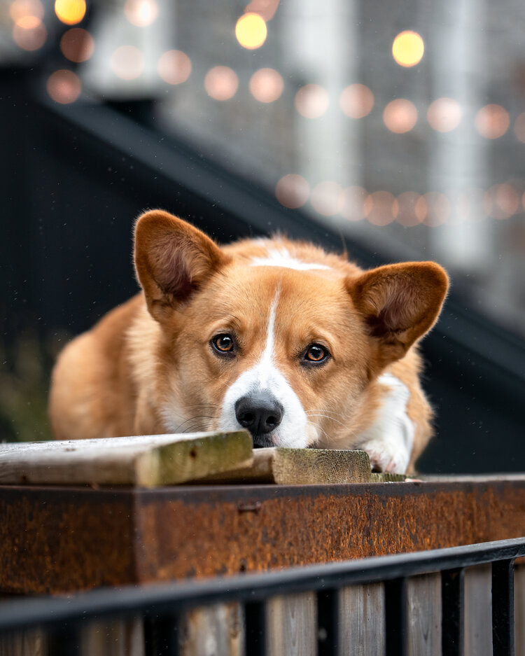 Corgi lying on a bench at a dog friendly patio in Ottawa