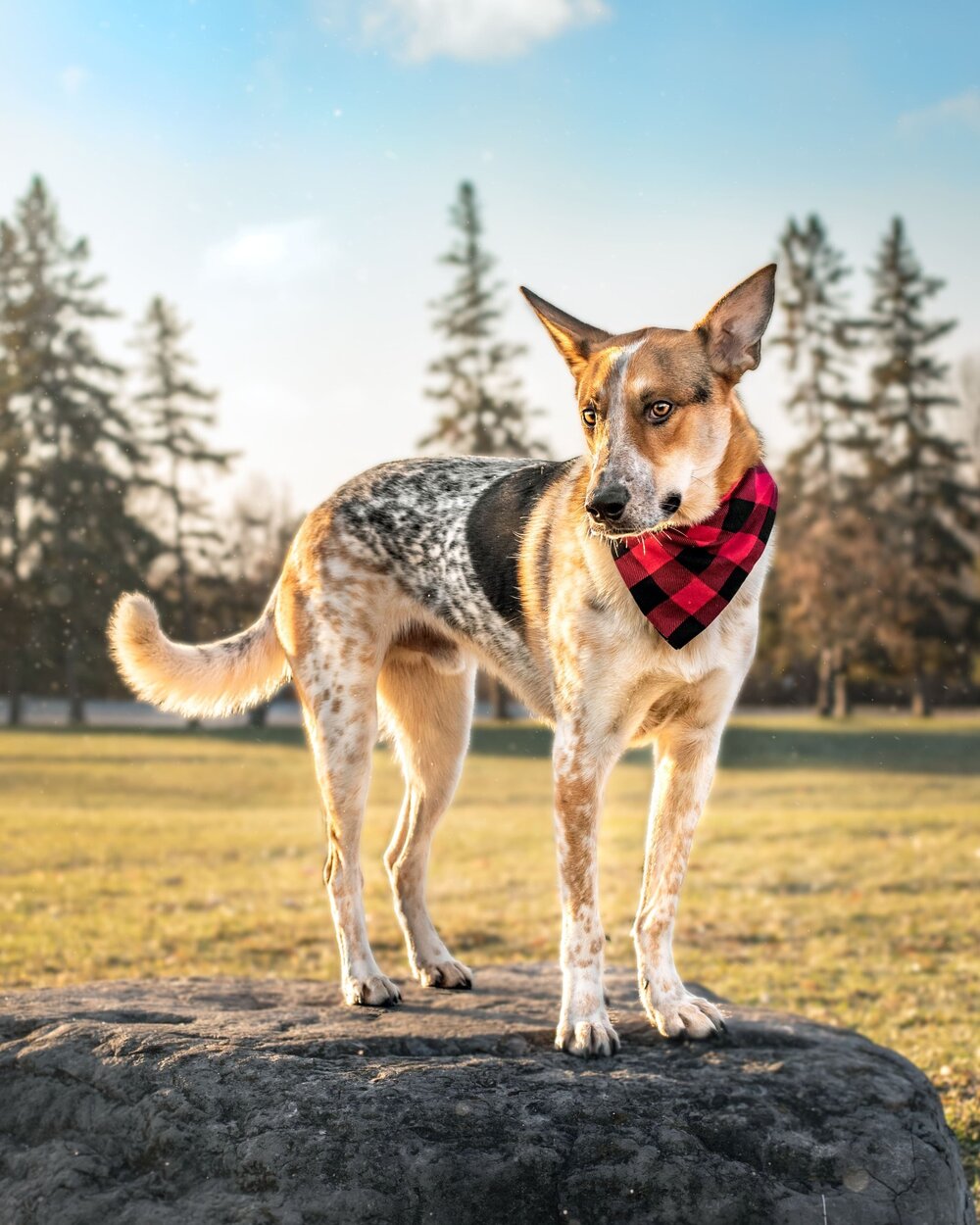 Dog Photography Ottawa