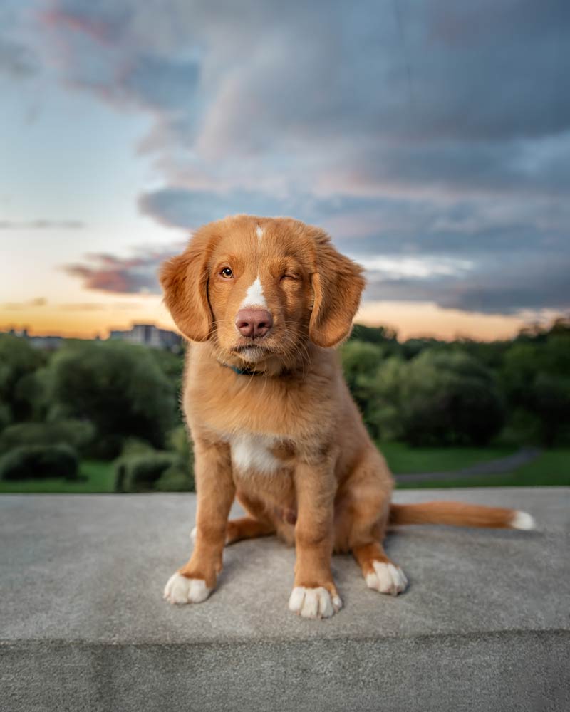 Dog Photography Ottawa