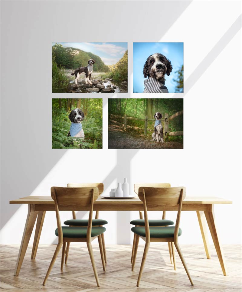 Pet Photography Wall Art