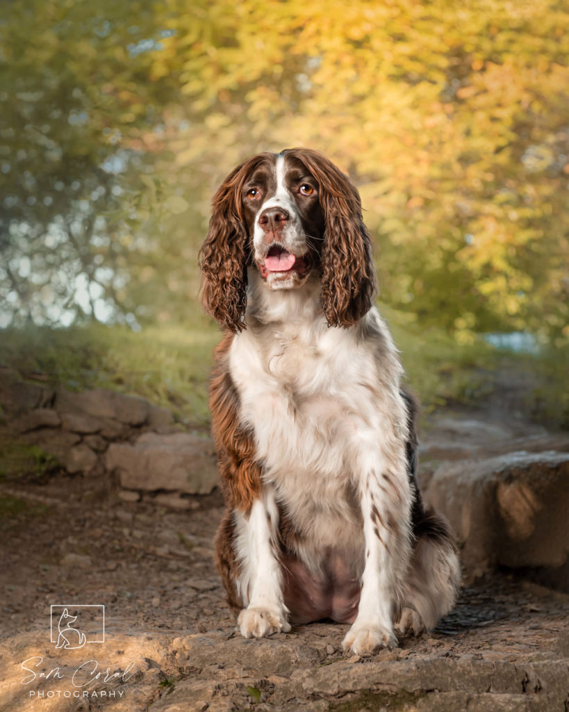 Stella, a dog rescue spaniel, sitting in park while looking at the camera, shot by Sam Coral Photography