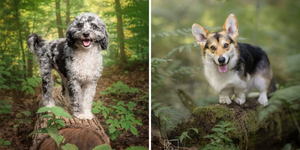 two dogs sat on logs in the forest for their professional dog photo shoot