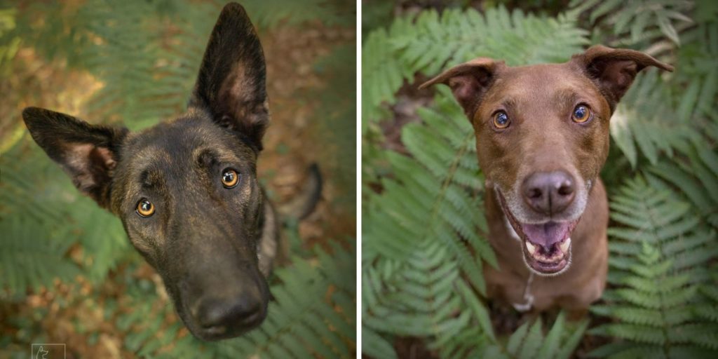 two dogs looking directly up at the camera for their professional dog photo shoot