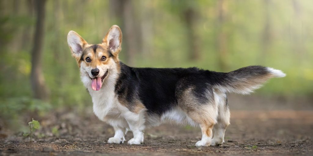 A candid picture of a corgi in the forest for a professional dog photo shoot 