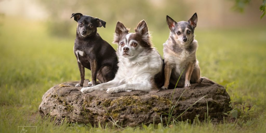 3 small dogs sitting on a rock for their professional dog photo shoot