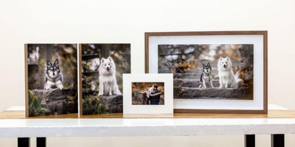a collection of dog wall art