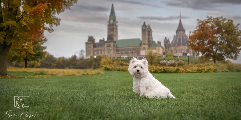 A small white dog in front of an Ottawa Wedding Venue