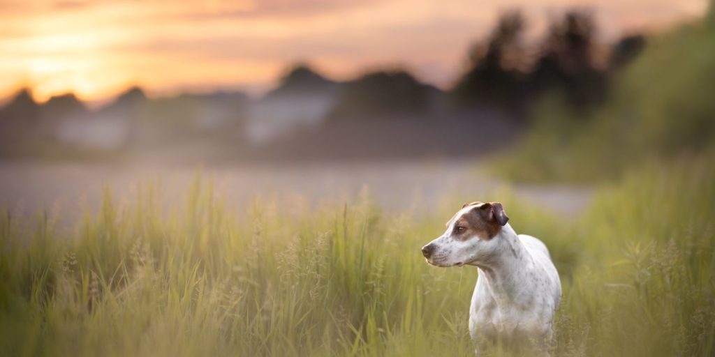 A dog standing in long grass at sunset